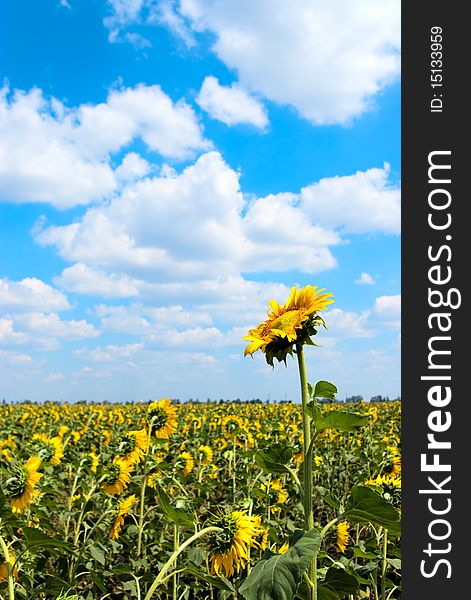 Beautiful field of sunflowers and cloudy sky. Beautiful field of sunflowers and cloudy sky