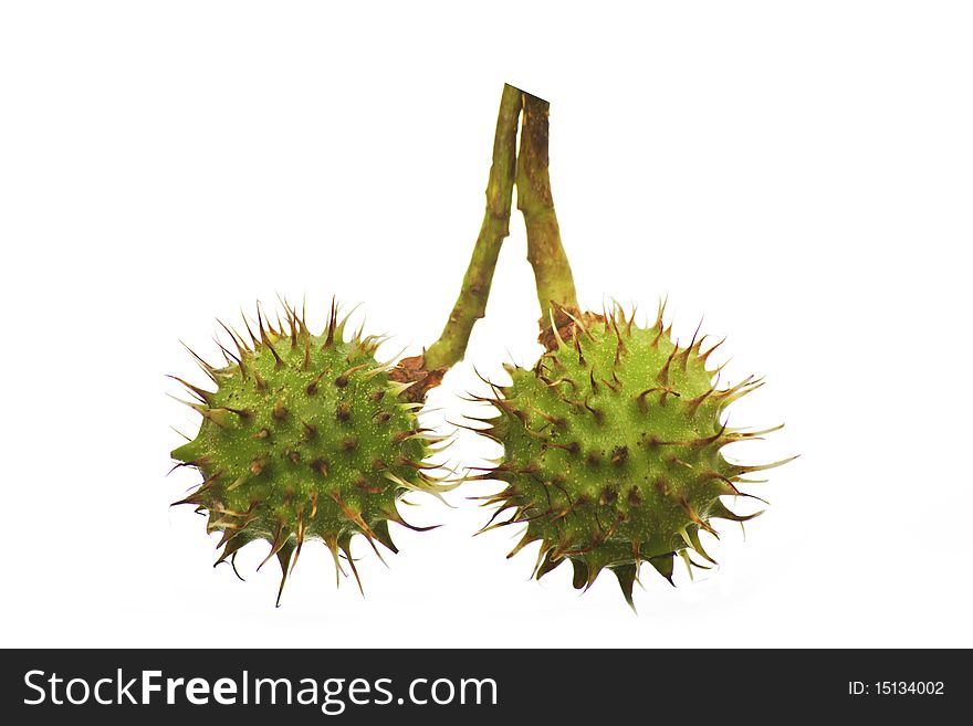 Unripe Chestnuts