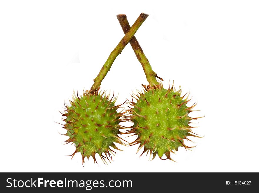 Unripe chestnuts on white background