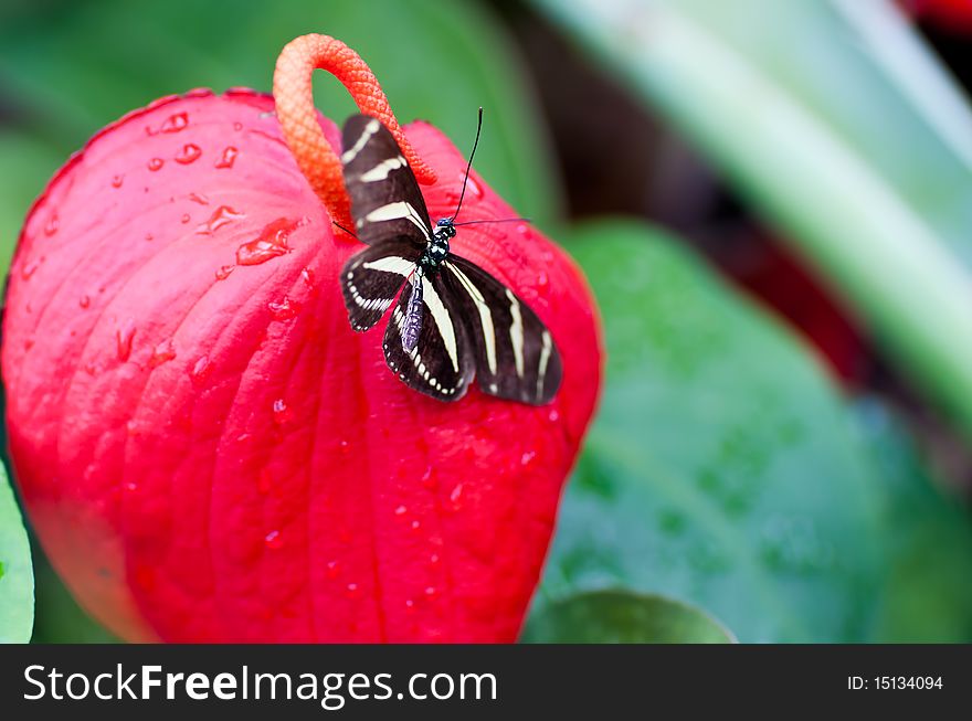 Beautiful butterfly on a big red flower