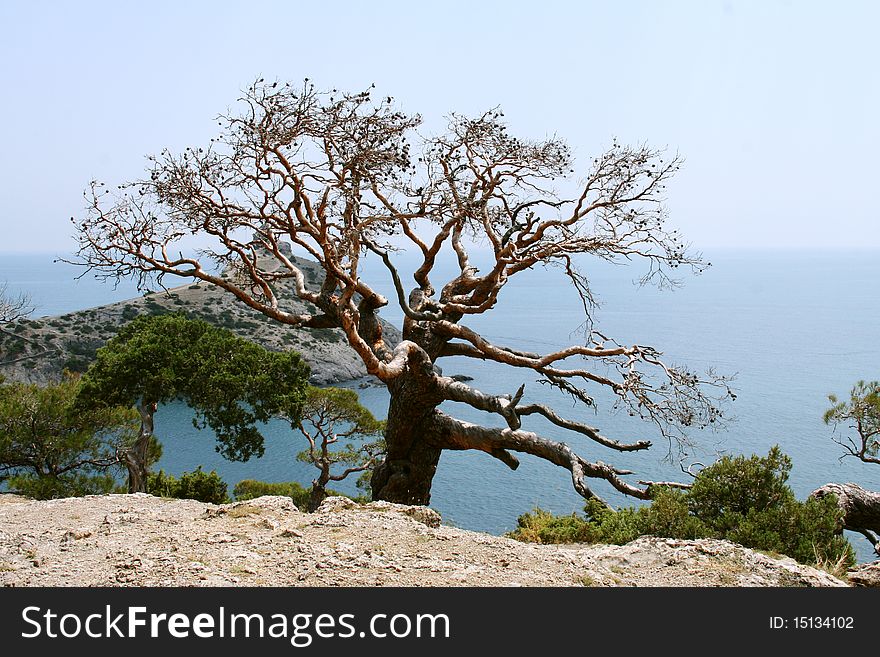 Tree growing in the mountains of Crimea. Tree growing in the mountains of Crimea