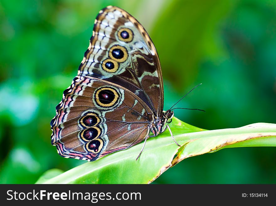 Beautiful butterfly on a green leaf. Beautiful butterfly on a green leaf