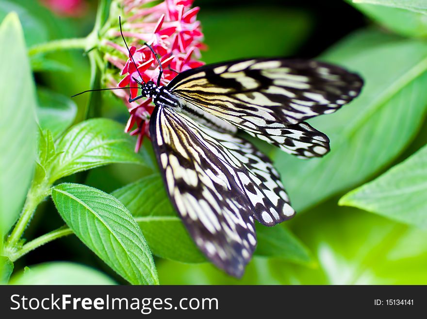 Beautiful butterfly on a pink flower