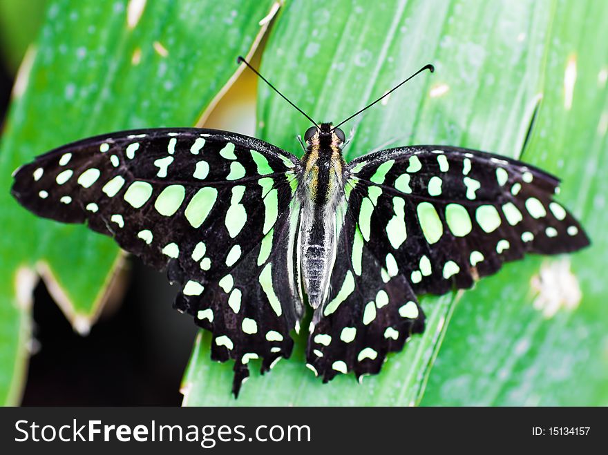 Beautiful butterfly on a leaf