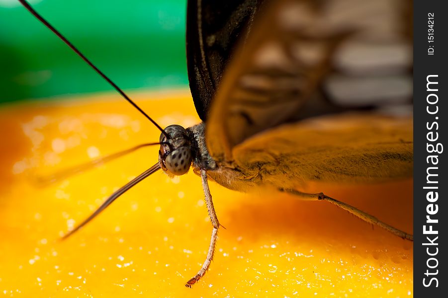 Macro shot of a butterfly feeding from a fruit