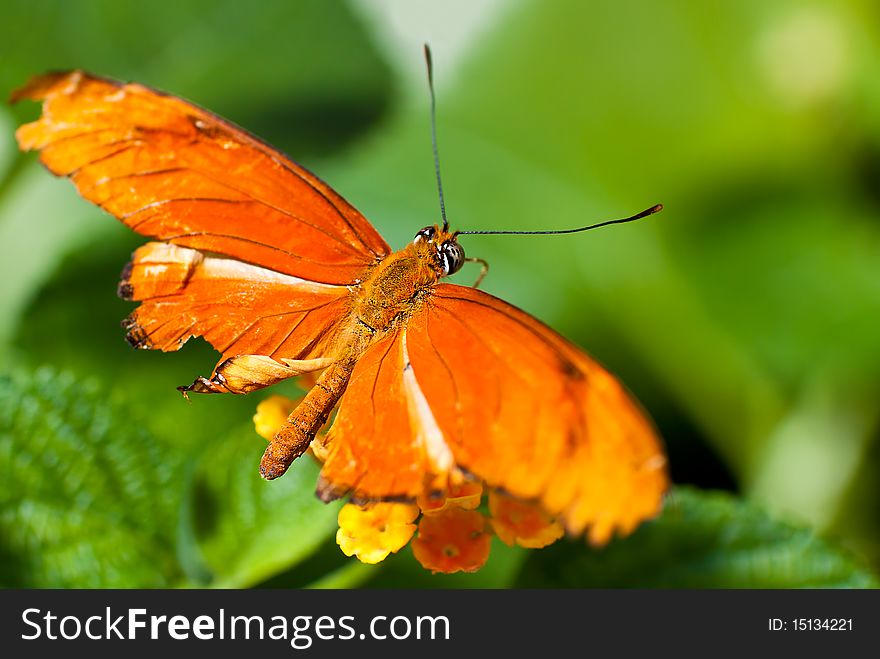 Beautiful Bright Orange Butterfly