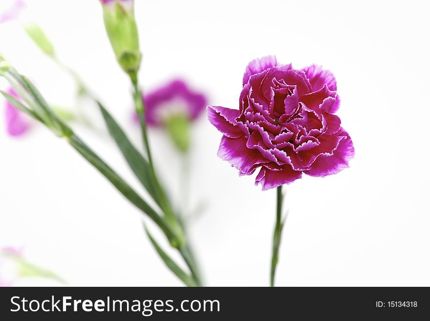 A Red Dahlia flower closeup over a very bright background