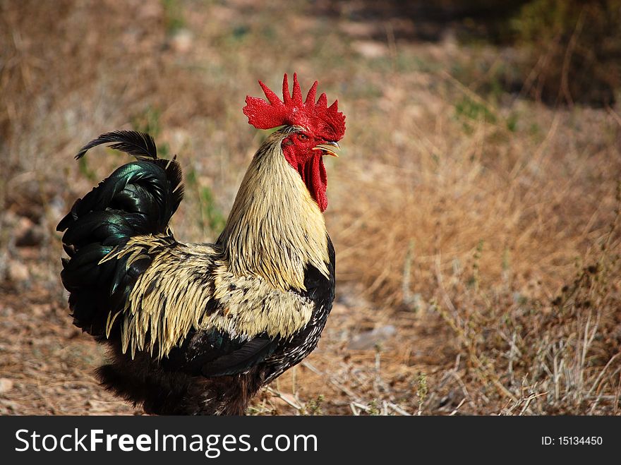 A rooster in an organic farm. Highlights its beautiful red crest.
