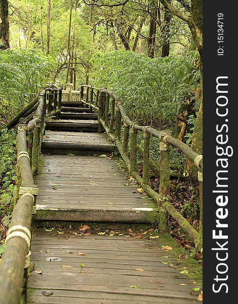 The wooden bridge as a shortcut to the wild. The wooden bridge as a shortcut to the wild