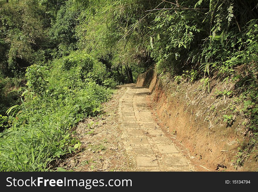 The forest walk is a stepped manner. The forest walk is a stepped manner.