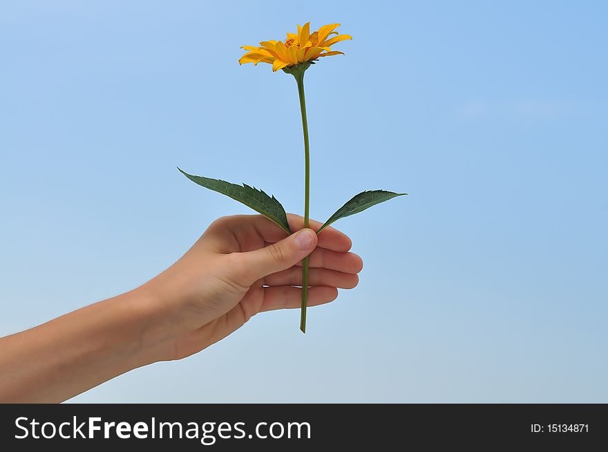 Hand With Yellow Flower