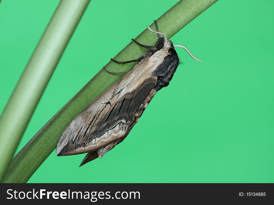 Hawk moth (Sphinx ligustri) rest in the plant
