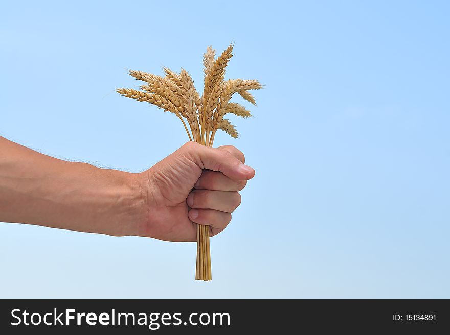 A female hand holding wheat ears against an sky. A female hand holding wheat ears against an sky.