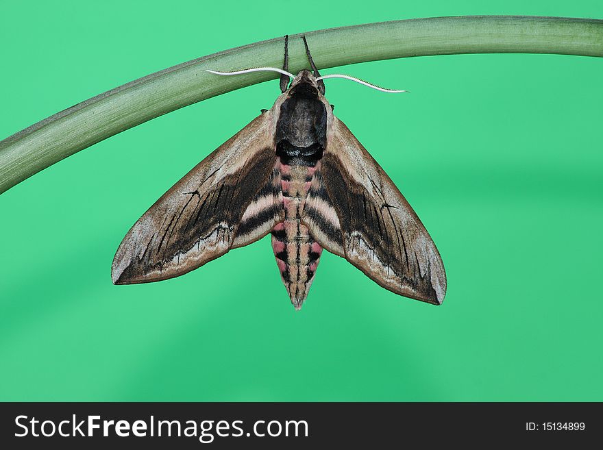 Hawk Moth (Sphinx Ligustri)