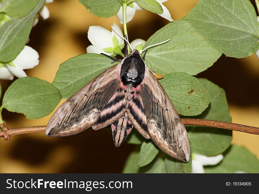 Hawk moth (Sphinx ligustri) rest in the leafs