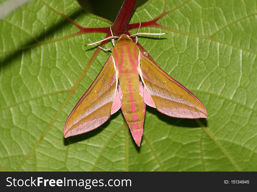 Hawk moth (Deilephila elpenor) rest in the leaf