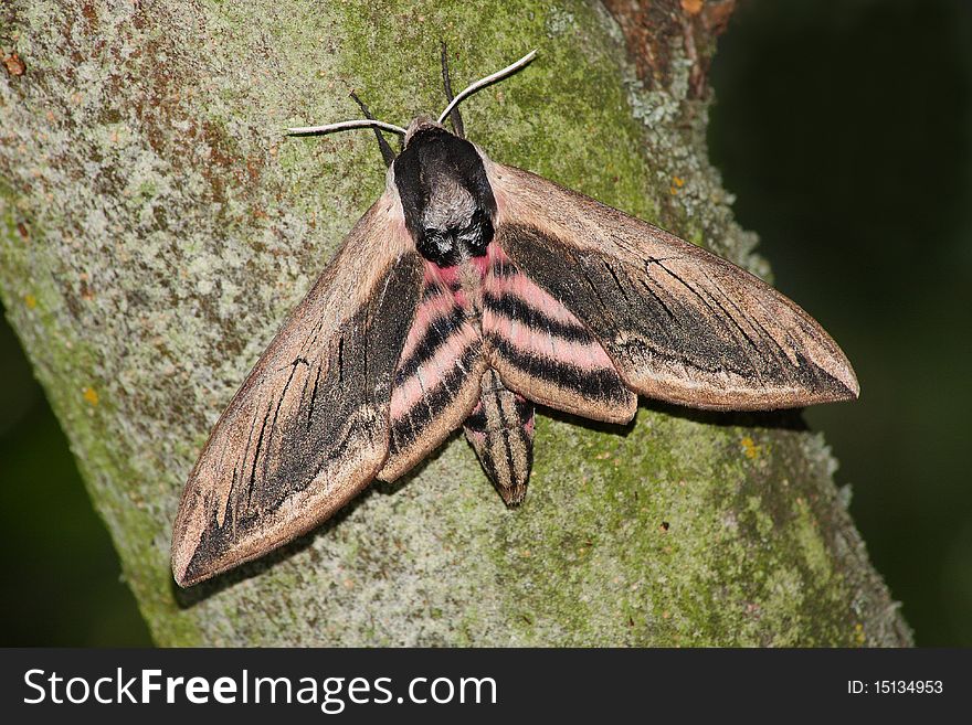 Hawk moth (Sphinx ligustri)