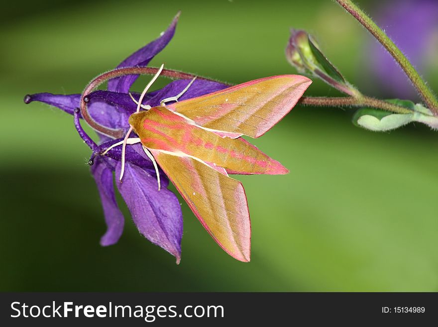 Hawk moth (Deilephila elpenor) rest in the flowers