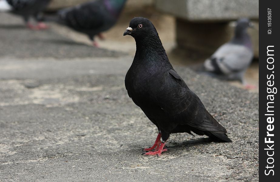 Black dove in half-turn on the asphalt track. Black dove in half-turn on the asphalt track