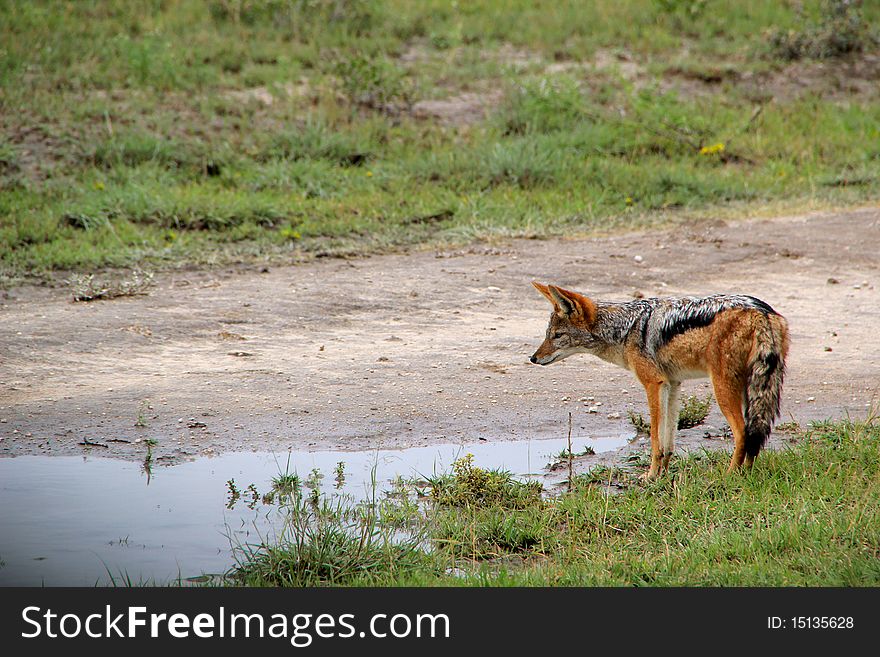 An African Jackal drinking from a waterhole. An African Jackal drinking from a waterhole