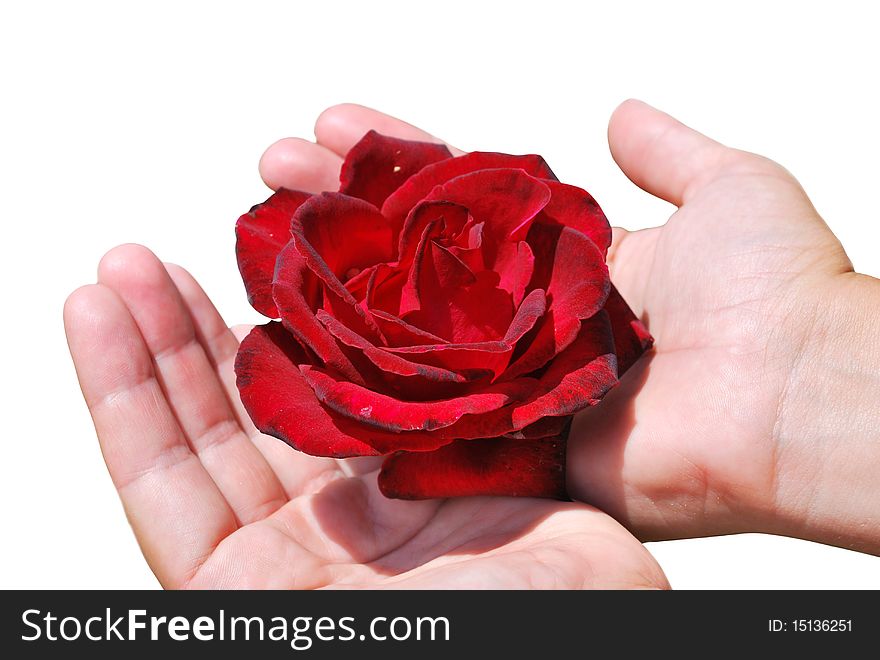 Female hands with a red rose on a white background. Female hands with a red rose on a white background