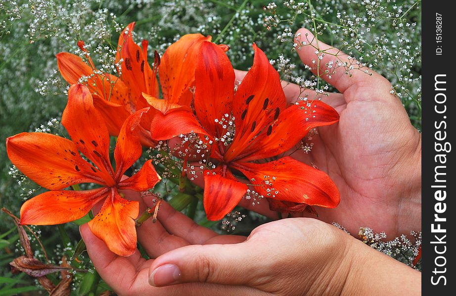 Three bright lilies in female hands. Three bright lilies in female hands