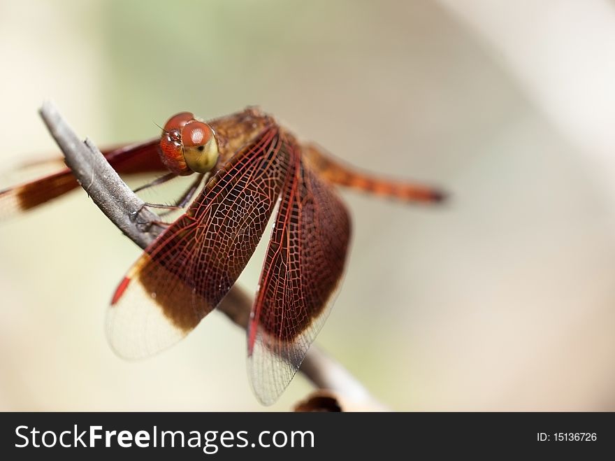 A dragonfly is a type of insect belonging to the order Odonata, the suborder Epiprocta or, in the strict sense, the infraorder Anisoptera. It is characterized by large multifaceted eyes, two pairs of strong transparent wings, and an elongated body. Dragonflies are similar to damselflies, but the adults can be differentiated by the fact that the wings of most dragonflies are held away from, and perpendicular to, the body when at rest. Even though dragonflies possess 6 legs (like any other insect), they are not capable of walking.

Dragonflies are valuable predators that eat mosquitoes, and other small insects like flies, bees, ants, and butterflies. They are usually found around lakes, ponds, streams and wetlands because their larvae, known as nymphs, are aquatic. A dragonfly is a type of insect belonging to the order Odonata, the suborder Epiprocta or, in the strict sense, the infraorder Anisoptera. It is characterized by large multifaceted eyes, two pairs of strong transparent wings, and an elongated body. Dragonflies are similar to damselflies, but the adults can be differentiated by the fact that the wings of most dragonflies are held away from, and perpendicular to, the body when at rest. Even though dragonflies possess 6 legs (like any other insect), they are not capable of walking.

Dragonflies are valuable predators that eat mosquitoes, and other small insects like flies, bees, ants, and butterflies. They are usually found around lakes, ponds, streams and wetlands because their larvae, known as nymphs, are aquatic