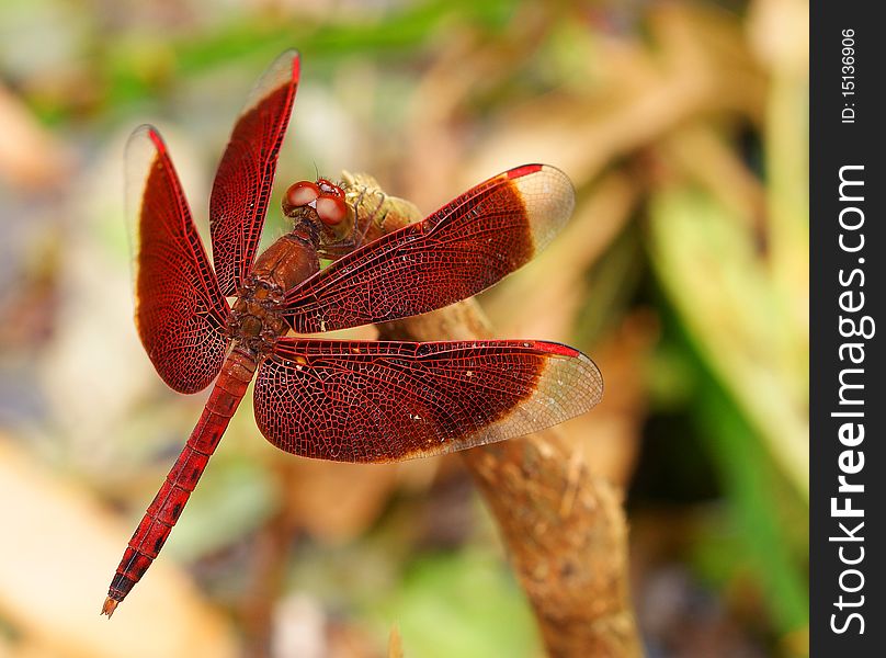 Close up shot of a red dragonfly