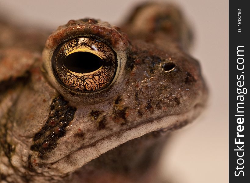 Toad Closeup