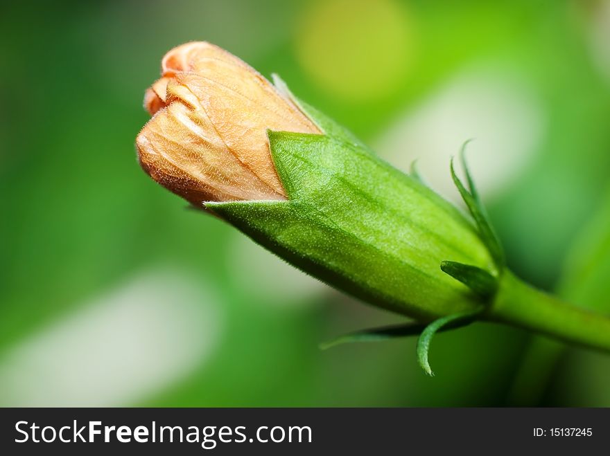 Hibiscus Rossinensis Or Shoe Flower