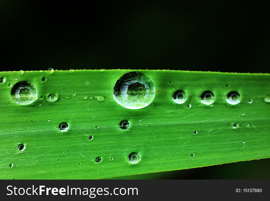 The drop of water  on green leaf