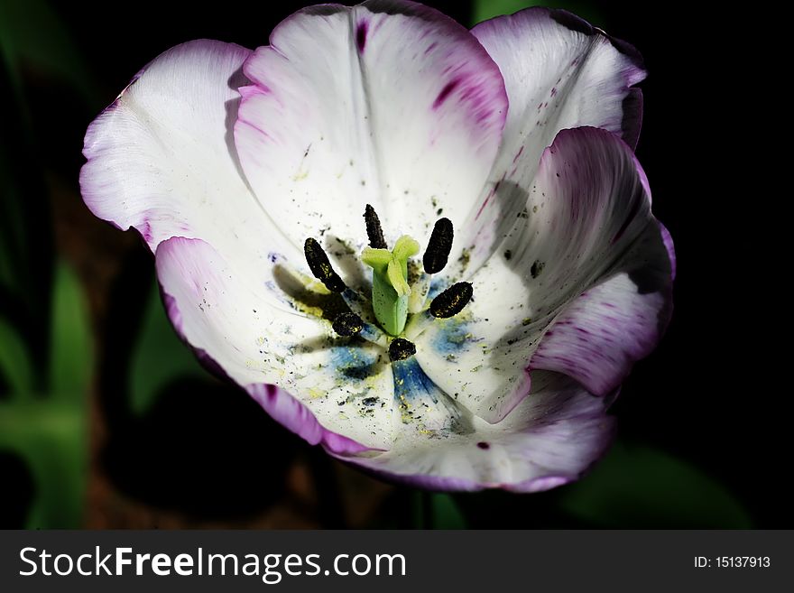 Tulipa in full bloom with stamen and pistil