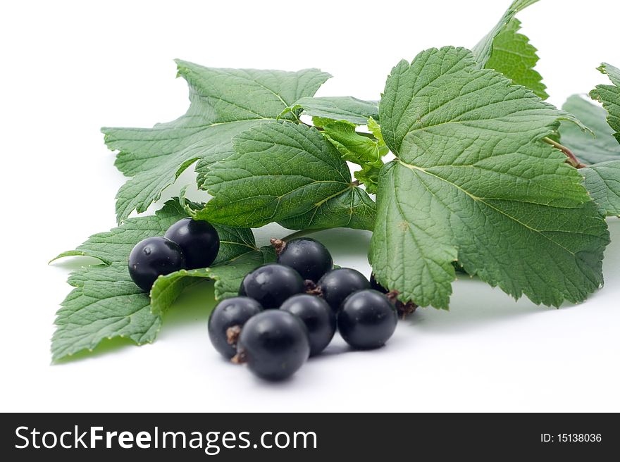 Fresh ripe black currant on a white background