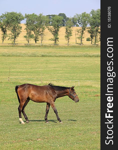 Grazing brown Horse on the green Pasture