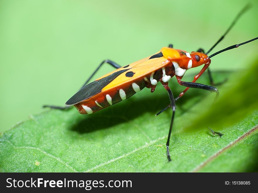Insects (from Latin insectum, a calque of Greek á¼”Î½Ï„Î¿Î¼Î¿Î½ [Ã©ntomon], â€œcut into sectionsâ€) are a class within the arthropods that have a chitinous exoskeleton, a three-part body (head, thorax, and abdomen), three pairs of jointed legs, compound eyes, and two antennae. Insects (from Latin insectum, a calque of Greek á¼”Î½Ï„Î¿Î¼Î¿Î½ [Ã©ntomon], â€œcut into sectionsâ€) are a class within the arthropods that have a chitinous exoskeleton, a three-part body (head, thorax, and abdomen), three pairs of jointed legs, compound eyes, and two antennae.