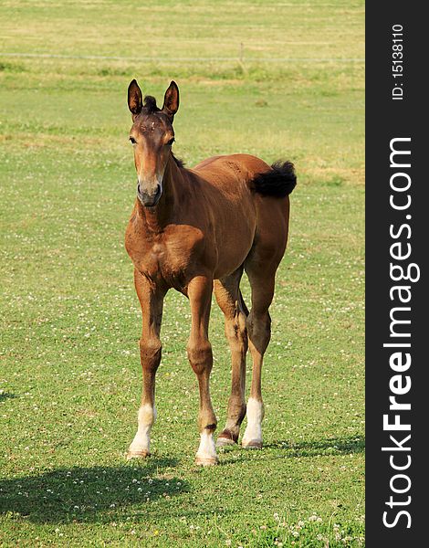 The little Foal on the green Pasture