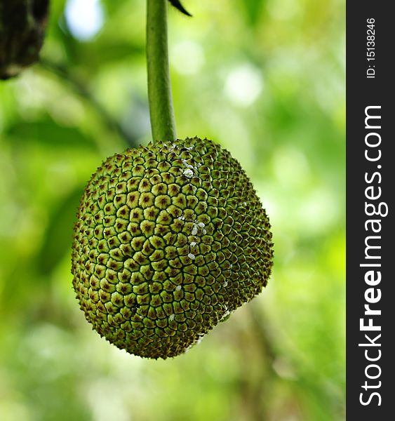 Young jackfruit hanging on the tree