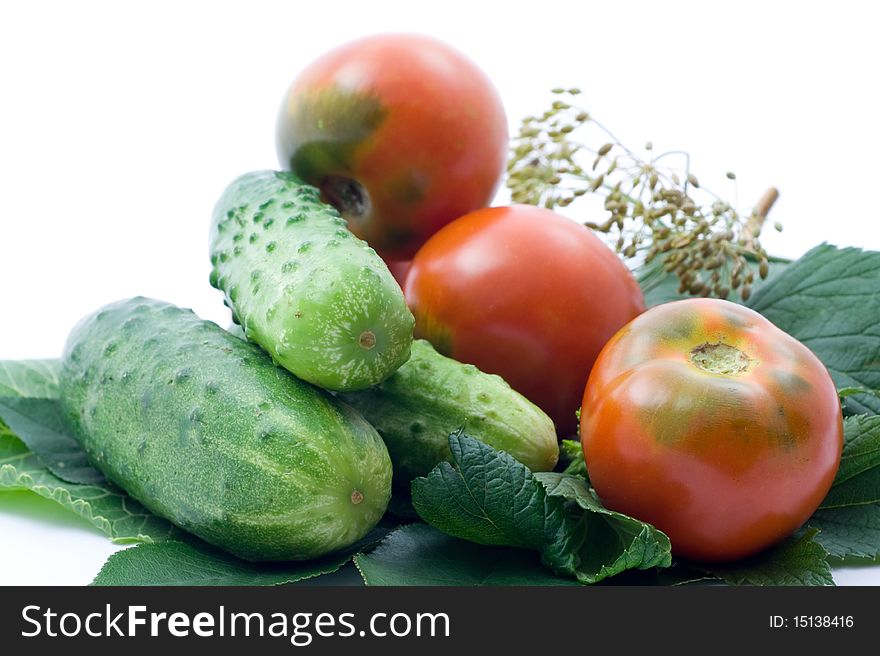 Fresh ripe tomatoes, cucumbers and spicy greens for salting on a white background. Fresh ripe tomatoes, cucumbers and spicy greens for salting on a white background
