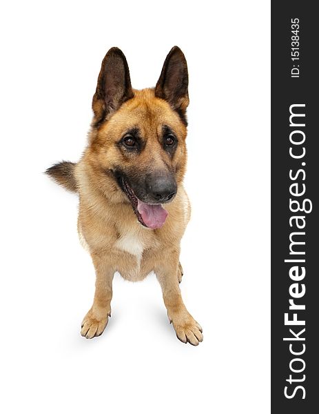 Beautiful German shepherd on a white background.