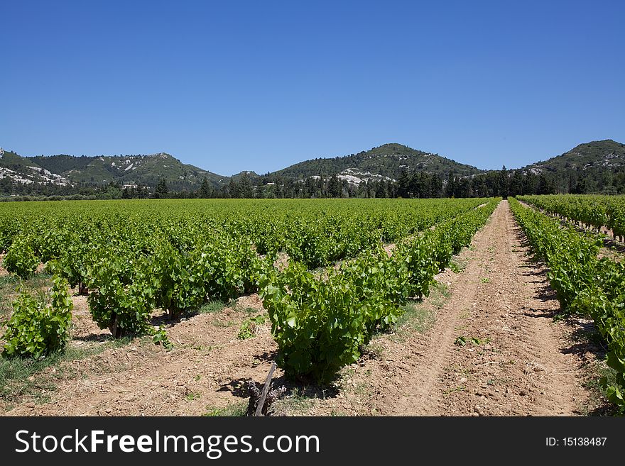 Rows of vines with hills in the background