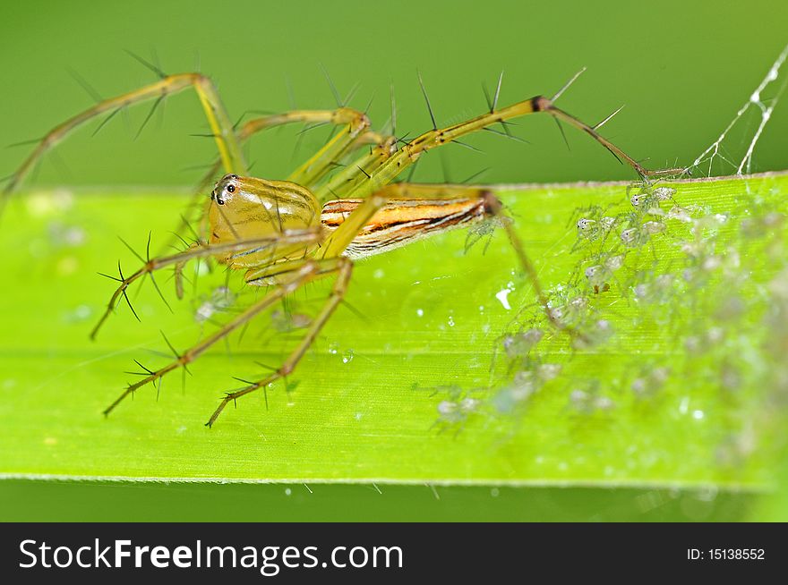 Lynx Spider And Babies