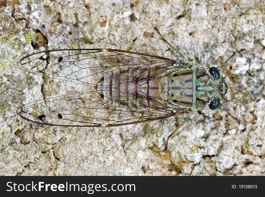 Small cicada beetle in the urban parks