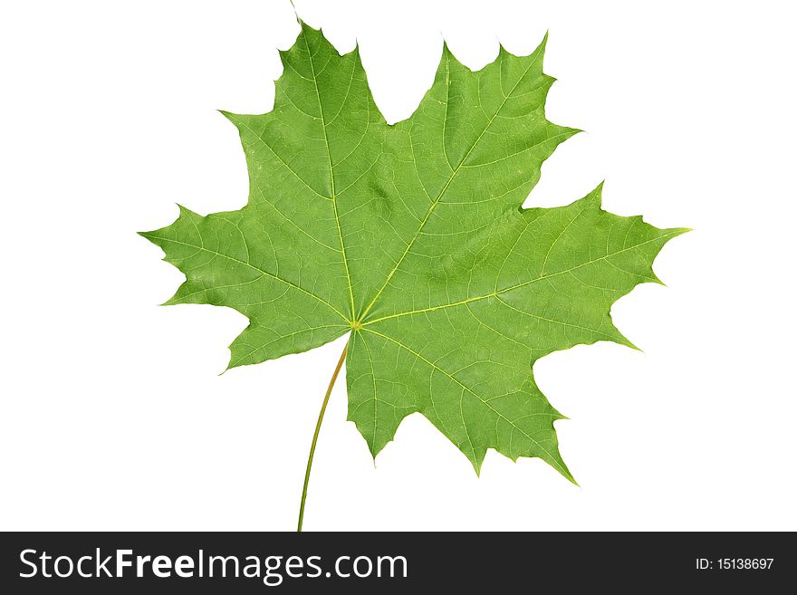 Green maple leaf, on a white background is isolated. Green maple leaf, on a white background is isolated.