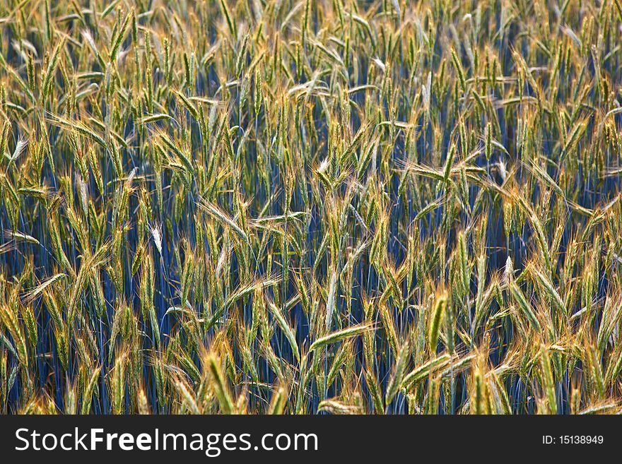 Corn Field With Spica And Structured Spear