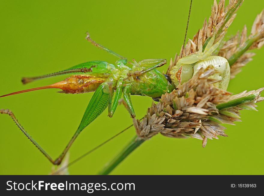 Crab spider eating a grasshoppers