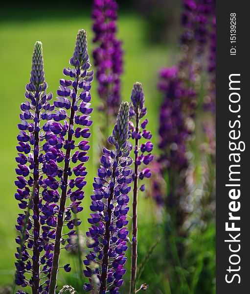 Colorful Foxgloves