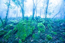 Mystic Ancient Tropical Forest In Blue Misty, Fantastic Green Moss And Lichen In The Rocks And Branches Of Wild Trees Stock Photos