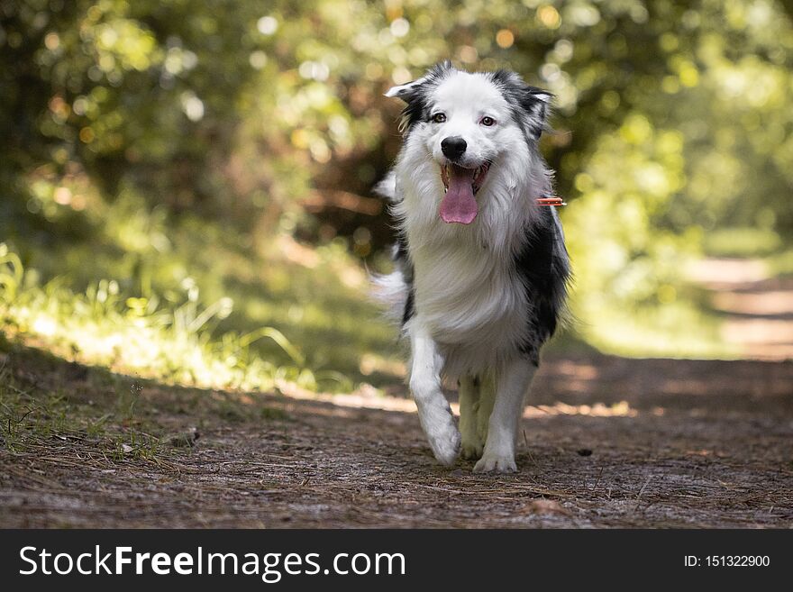 Close Up Of Beautiful And Happy Australian Shepherd Running Towards Camera On Forest Path