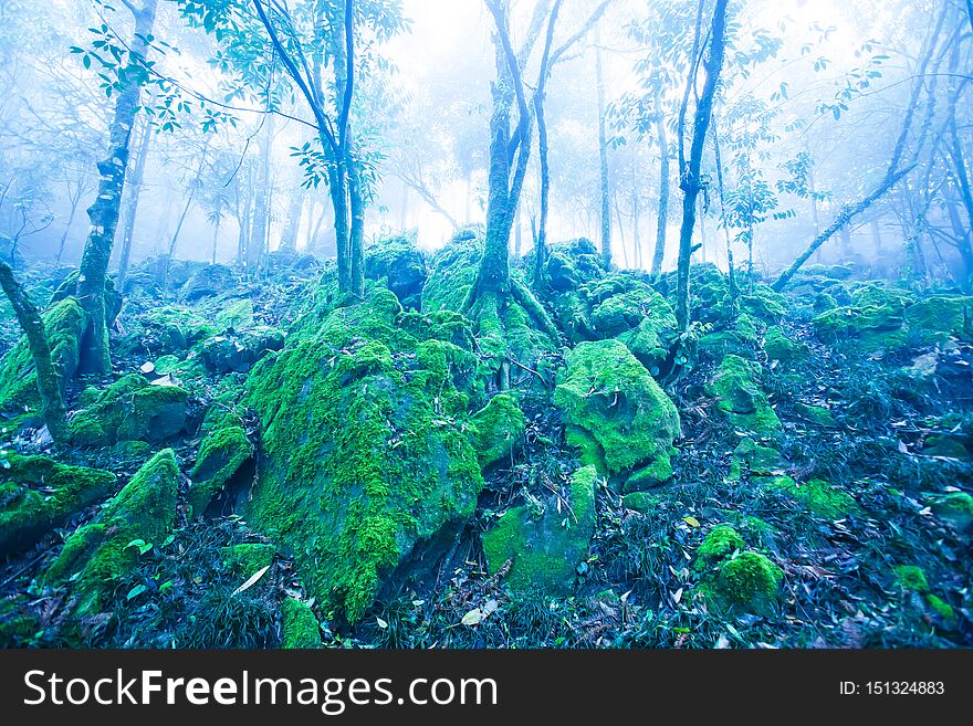 Mystic ancient tropical forest in blue misty, fantastic green moss and lichen in the rocks and branches of wild trees