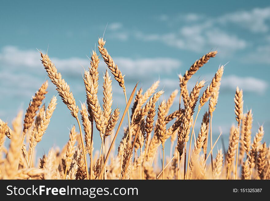 Group of yellow ears of wheat against a cloudy sky.